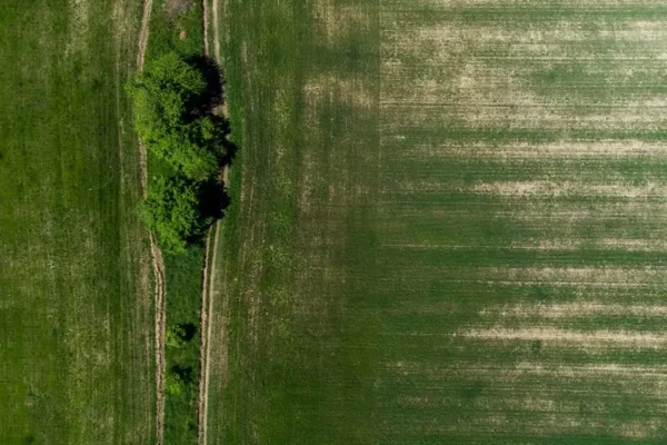 Producenci rolni z gminy Radgoszcz mogą zgłaszać szkody w uprawach po fali upałów